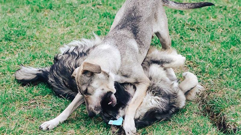 I Cani non giocano tutti nello stesso modo: il gioco duro