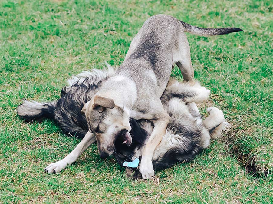 I Cani non giocano tutti nello stesso modo: il gioco duro
