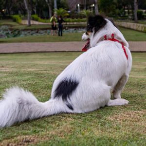 Cane: Come gestire le ghiandole perianali