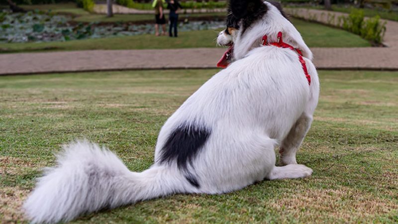 Cane: Come gestire le ghiandole perianali