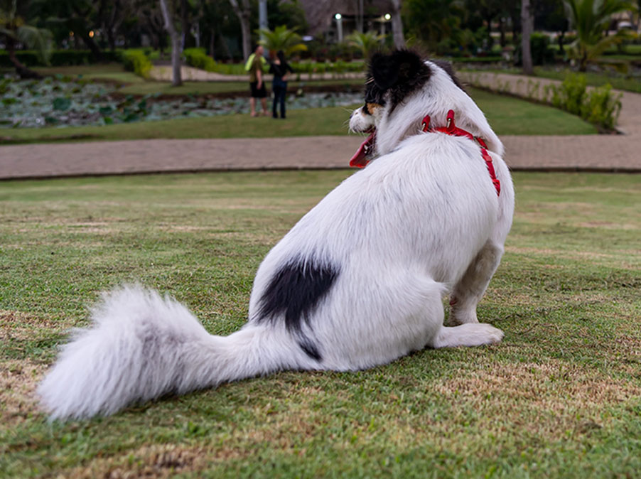 Cane: Come gestire le ghiandole perianali