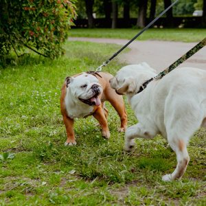 Il significato dell’inchino nella comunicazione del Cane