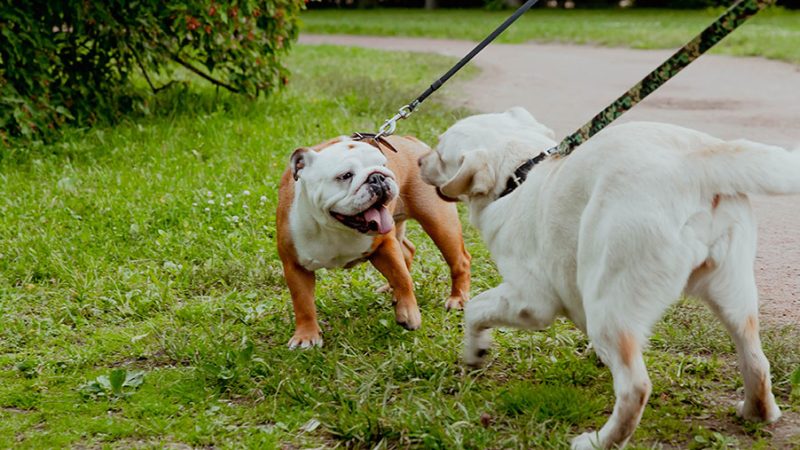 Il significato dell’inchino nella comunicazione del Cane