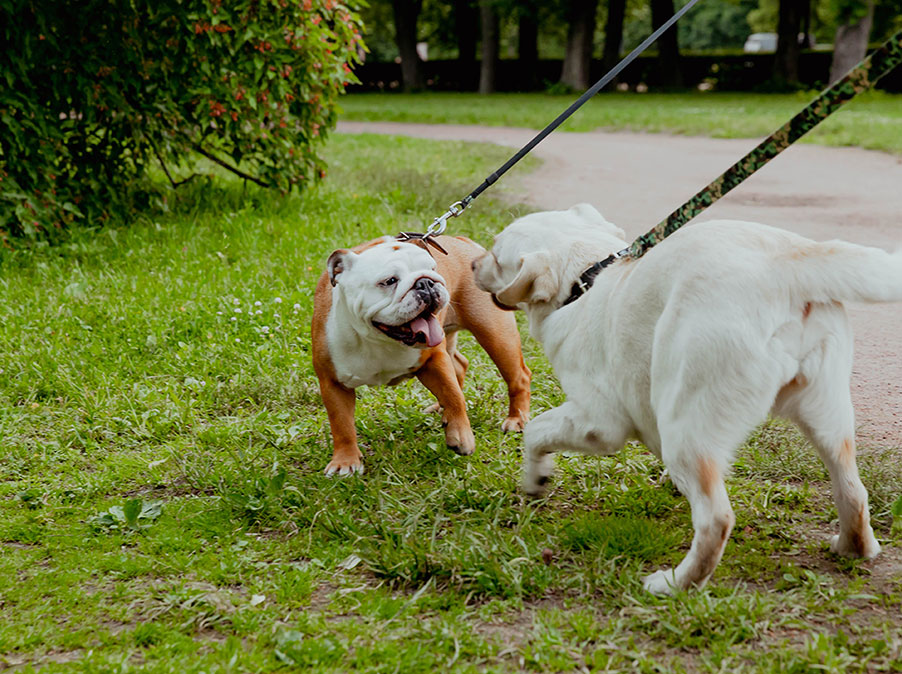 Il significato dell’inchino nella comunicazione del Cane