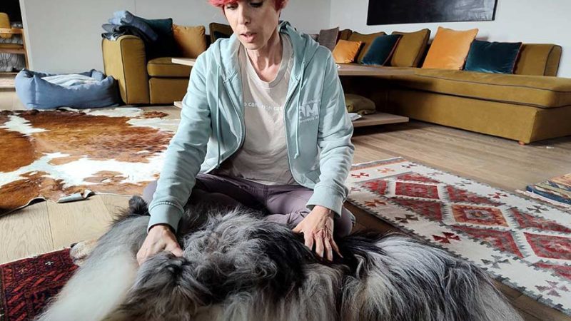 Cosa è e a cosa serve la massoterapia per i Cani