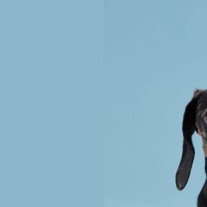 Come riconoscere e come affrontare le paure del Cane