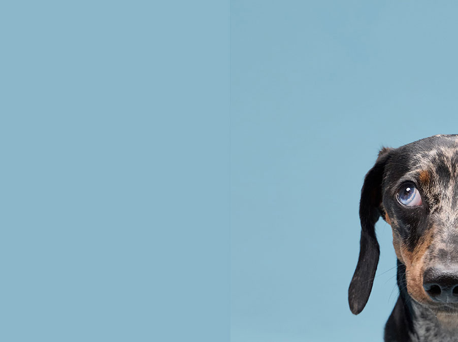 Come riconoscere e come affrontare le paure del Cane