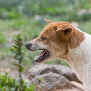 Il Cane non reagisce sempre nello stesso modo alla stessa situazione, perchè?
