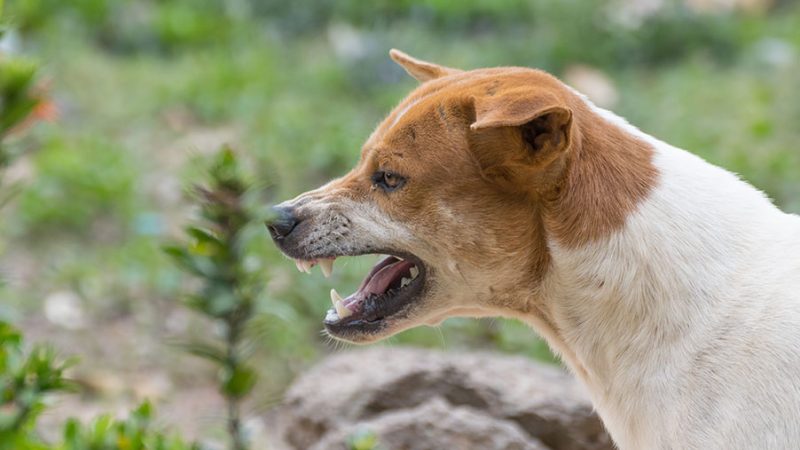 Il Cane non reagisce sempre nello stesso modo alla stessa situazione, perchè?