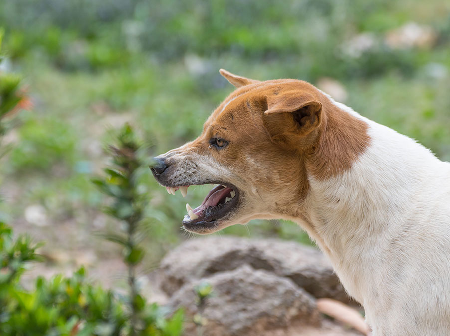 Il Cane non reagisce sempre nello stesso modo alla stessa situazione, perchè?