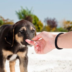 11 motivi che spiegano la reattività del Cane