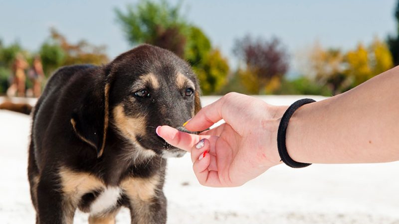 11 motivi che spiegano la reattività del Cane
