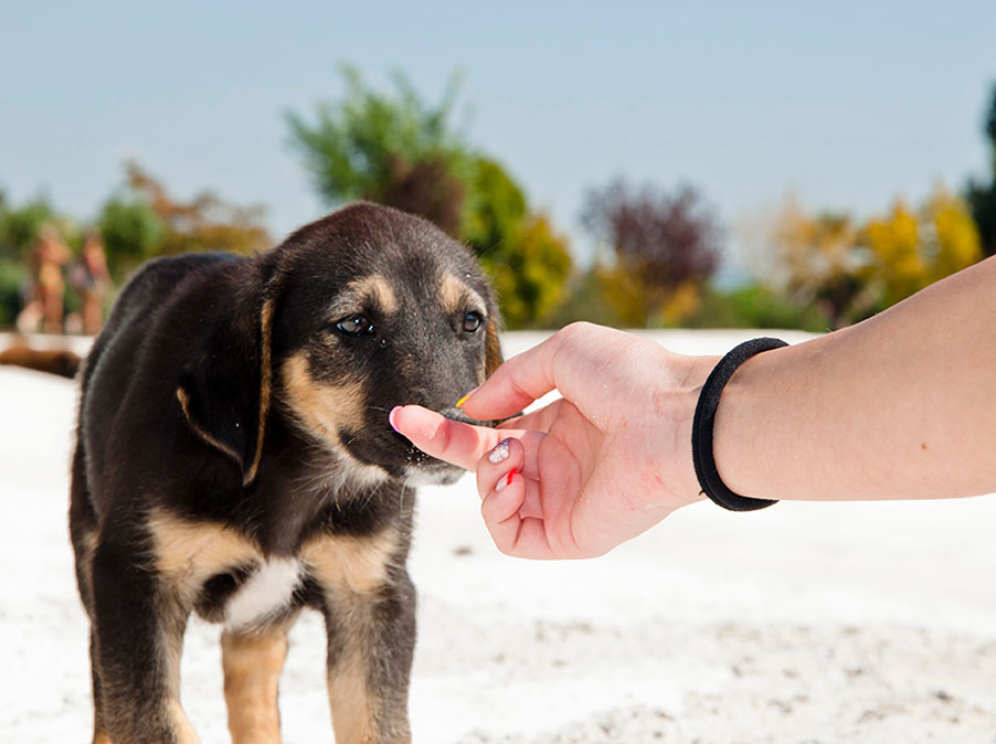 11 motivi che spiegano la reattività del Cane