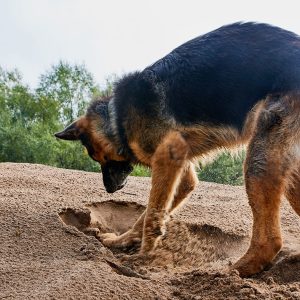 Perché il Cane si comporta così? Comprendere la sequenza comportamentale