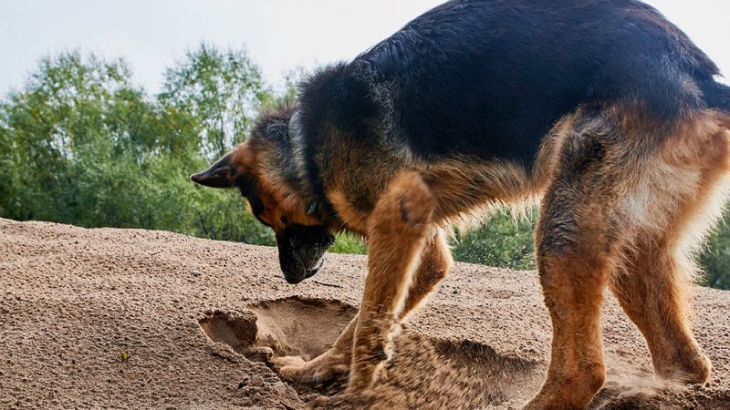 Perché il Cane si comporta così? Comprendere la sequenza comportamentale