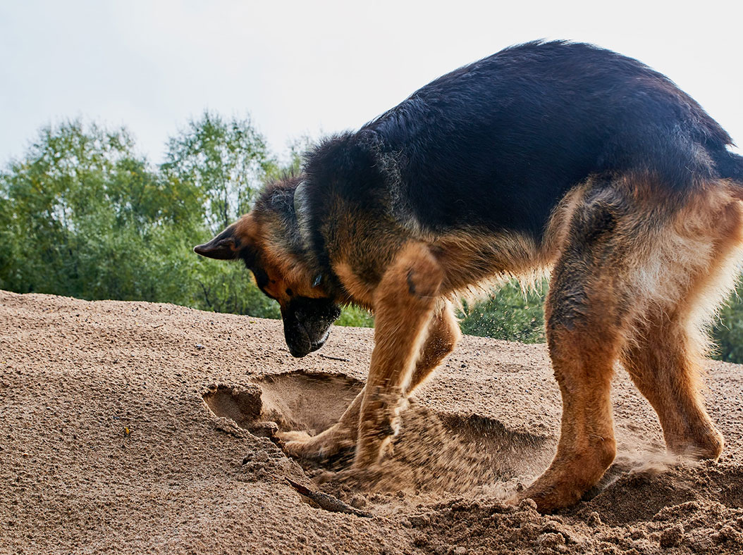 Perché il Cane si comporta così? Comprendere la sequenza comportamentale